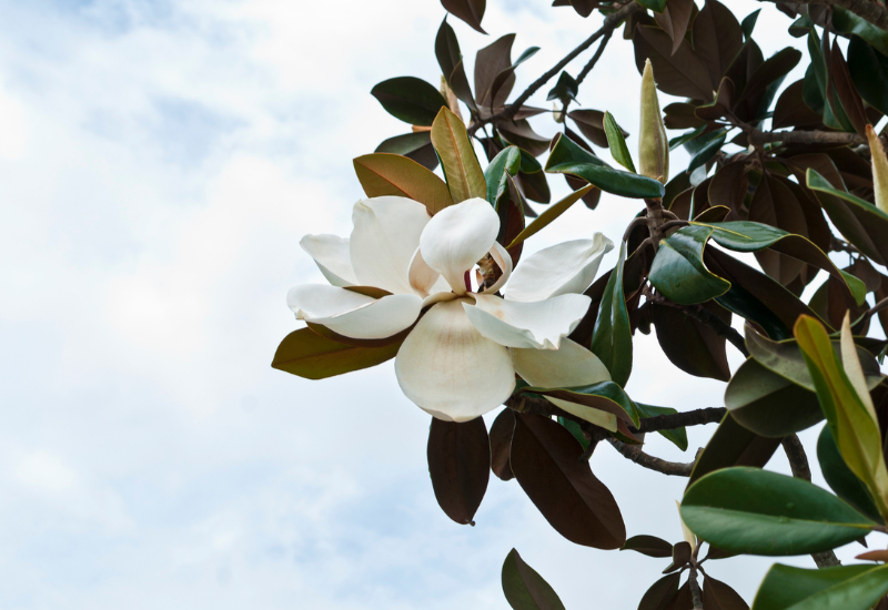 magnolia