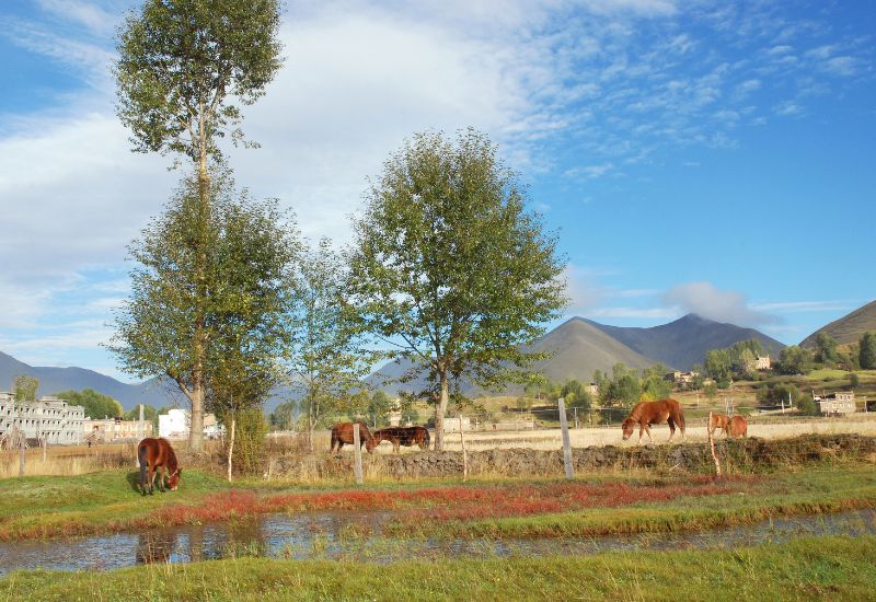 ranch